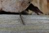 181464 – Photo : Nicolas Alric – France (12)